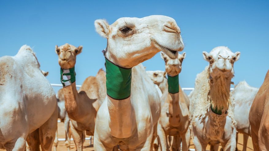 انطلاق مهرجان جادة الإبل في تبوك بجوائز تتجاوز الـ 13 مليون ريال