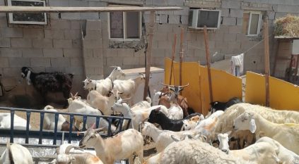 أمانة جدة تزيل حظائر عشوائية وتصادر 54 رأس ماشية