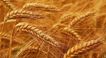 صرف 82 مليون ريال لـ 145 مزارعًا للقمح المحلي
