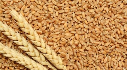 ترسية استيراد 624 ألف طن من القمح