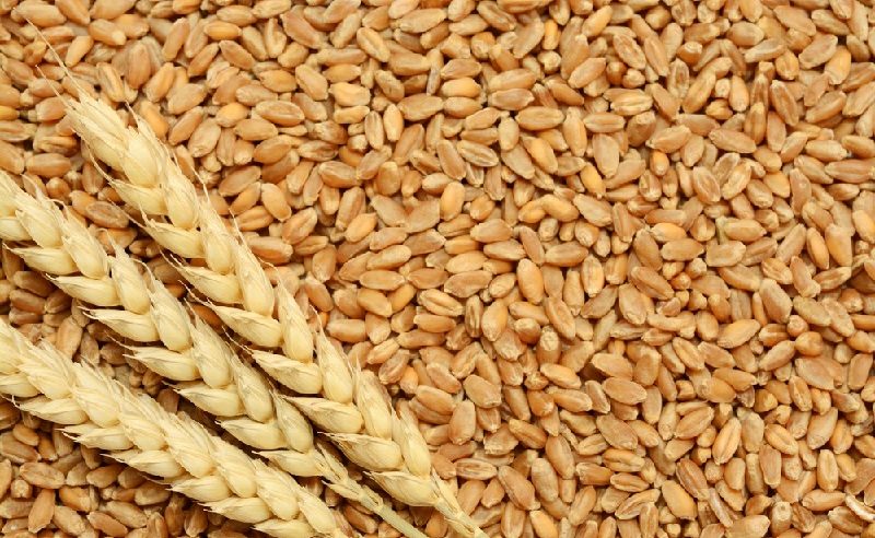 ترسية استيراد 624 ألف طن من القمح