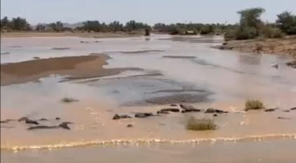 لقطات لجريان وادي الرمة جنوب حايل