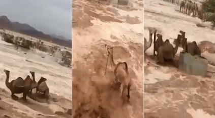 سيول وادي غليلة بمكة تجرف الإبل ولقطات توثق