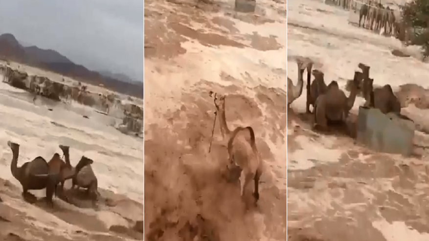 سيول وادي غليلة بمكة تجرف الإبل ولقطات توثق
