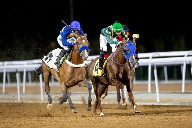 مهرجان الورد الطائفي - سباقات الخيل