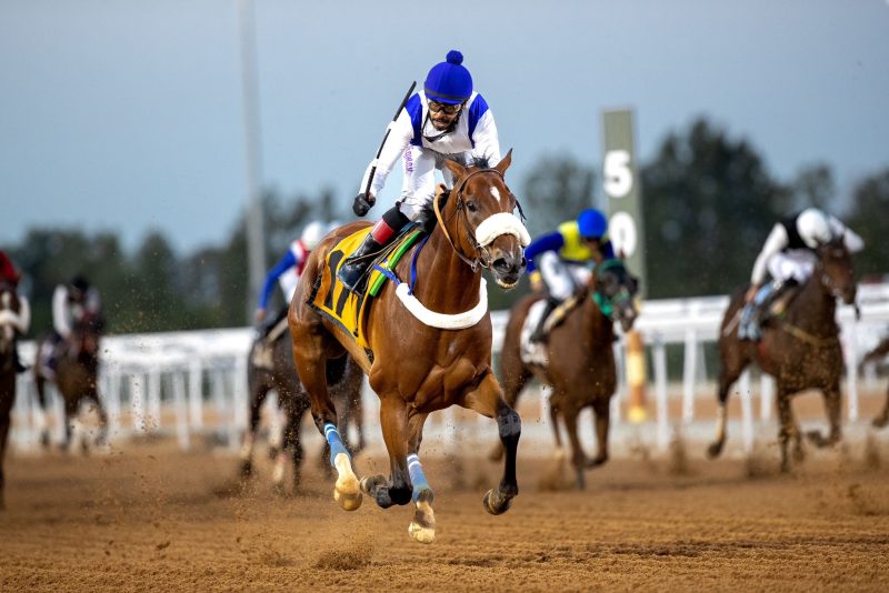 مهرجان الورد الطائفي - سباقات الخيل