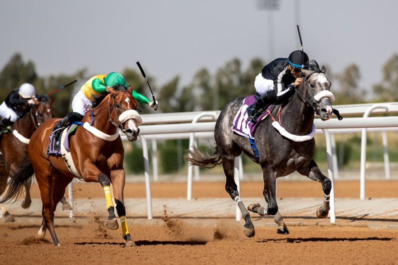 مهرجان الورد الطائفي - سباقات الخيل