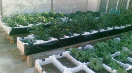 البيئة: الزراعة المنزلية خطوة نحو تحقيق فوائد بيئية وصحية وتوفير غذاء آمن