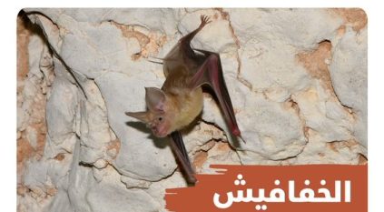 30 نوعًا من الخفافيش في السعودية وهذا دورها