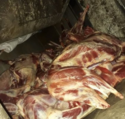 إحباط تهريب 572 ذبيحة من لحوم الأضاحي في جدة