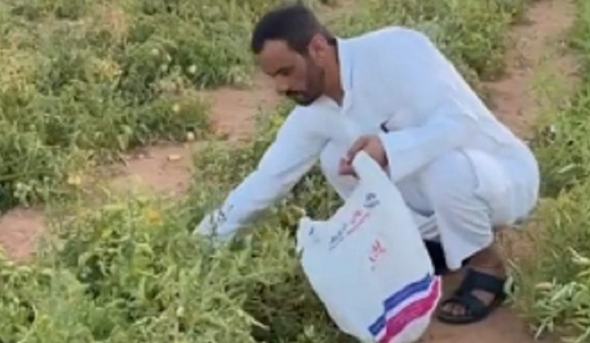 مواطن حول مزرعته في سكاكا الجوف لسلة خضار مجانية