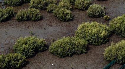 زراعة 100 مليون شجرة مانجروف بسواحل السعودية