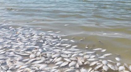 نفوق أسماك نهر العز يوثق أزمة المياه بالعراق