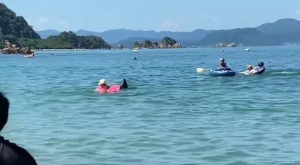 ذعر بين المصطافين بأحد شواطئ اليابان بعد هجوم دلافين