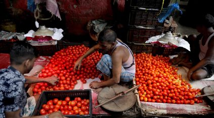 جنون الطماطم يدفع المزارعين لتحقيق ثروات مليونية