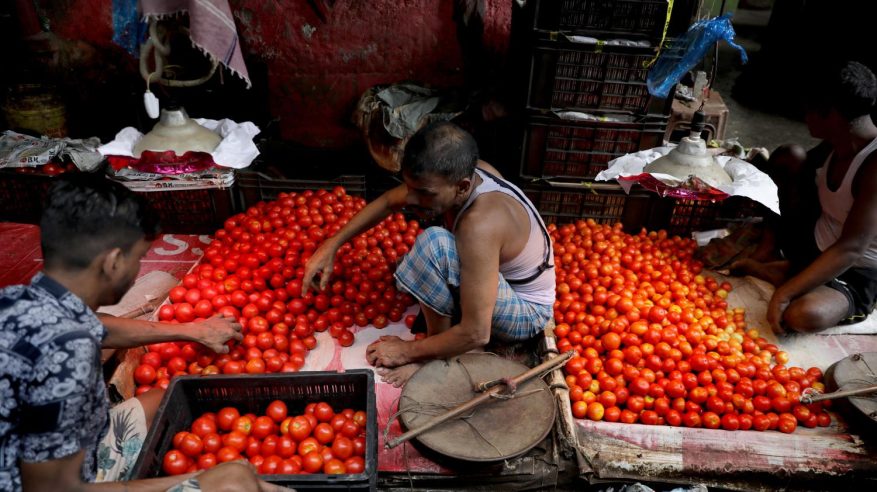 جنون الطماطم يدفع المزارعين لتحقيق ثروات مليونية
