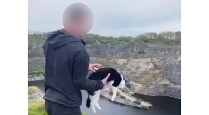 القبض على صاحب فيديو إلقاء قطة من فوق منحدر صخري