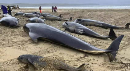 نفوق عشرات الحيتان على شواطئ أستراليا