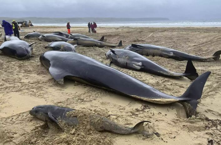 نفوق عشرات الحيتان على شواطئ أستراليا