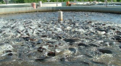 مواطن في نجران يروي تجربته في استزراع الأسماك: أنتج 40 طنًّا في السنة