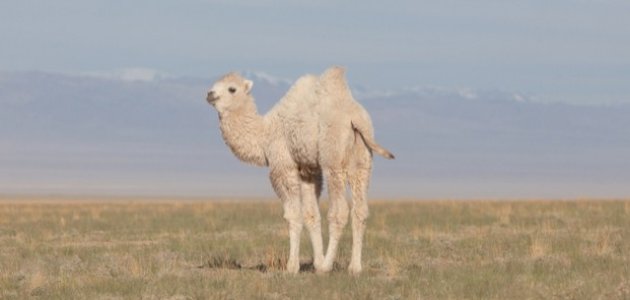 شباب ينقذون حاشيًا علق في حفرة بأحد الطرقات في السعودية