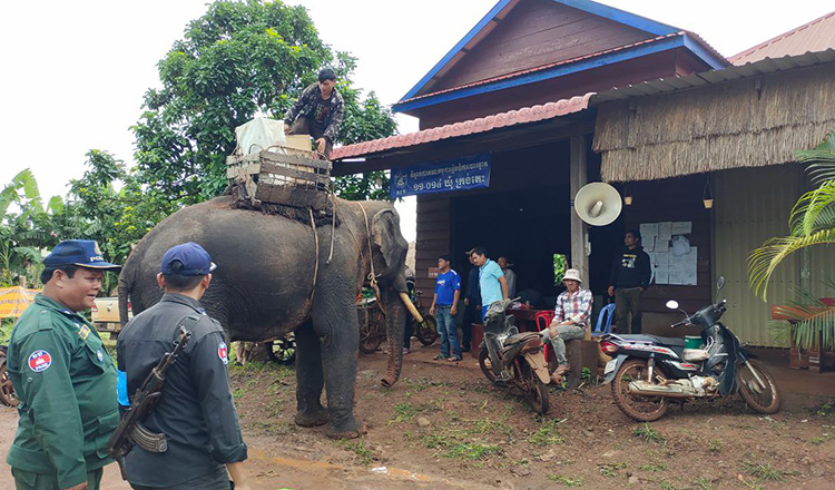 الاستعانة بالفيلة لإجراء الانتخابات في كمبوديا