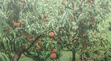 برنامج ريف يرفع إنتاج الفاكهة إلى 90 ألف طن