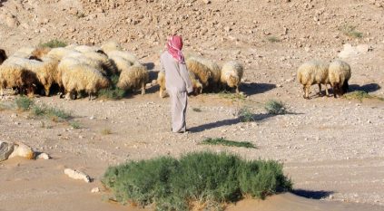 غدًا انتهاء مهلة إخراج المواشي المملوكة لغير السعوديين