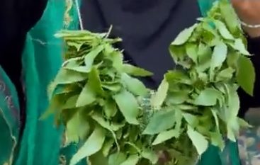 المشموم نبتة زراعية تستعمل لزينة المرأة في الأحساء