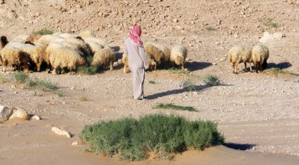 15 يومًا على انتهاء مهلة إخراج المواشي المملوكة لغير السعوديين