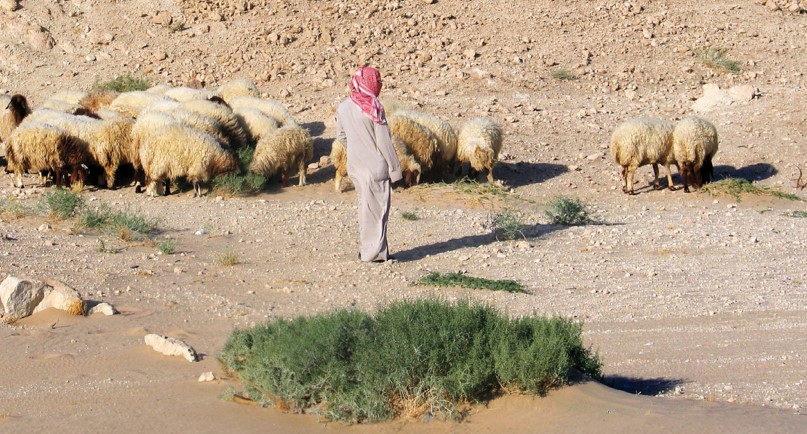 15 يومًا على انتهاء مهلة إخراج المواشي المملوكة لغير السعوديين