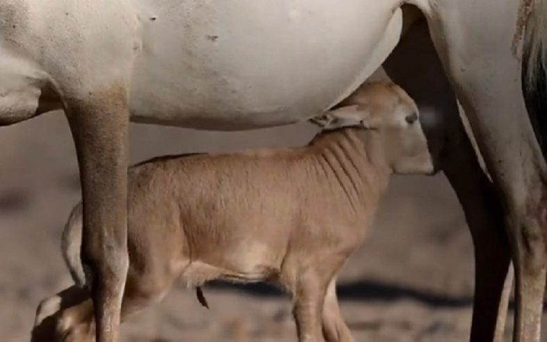 أولى خطوات صغار المها العربي في محمية نيوم