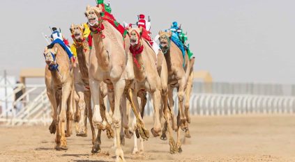 ختام مهرجان ولي العهد للهجن 7 سبتمبر