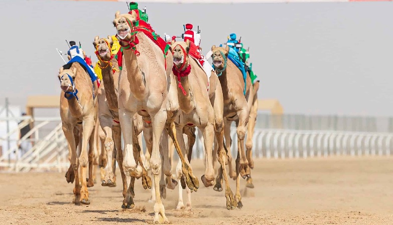 ختام مهرجان ولي العهد للهجن 7 سبتمبر