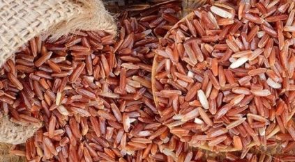 الأرز الحساوي ثروة وراثية تحقق الأمن الغذائي
