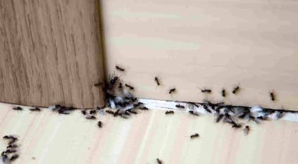 أفضل طريقة لإبعاد النمل عن المنازل