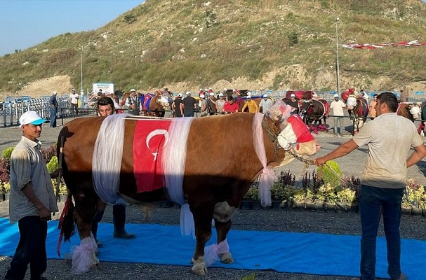 مسابقة لاختيار أجمل بقرة في تركيا