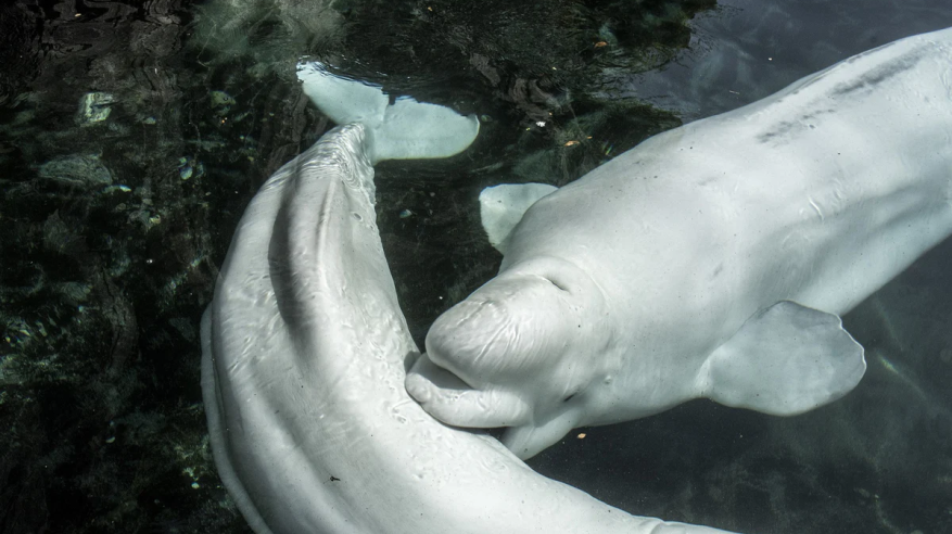 لقطات لإنقاذ مجموعة من الحيتان البيضاء النادرة