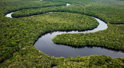 قمة حاسمة لحماية أكبر غابة مطيرة بالعالم