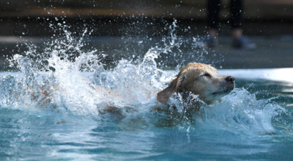 سيدتان تغامران بحياتهن لإنقاذ كلب من الغرق