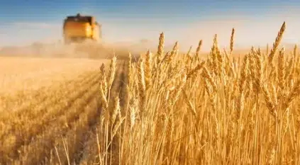 القمح ينخفض 3% والذرة تتراجع