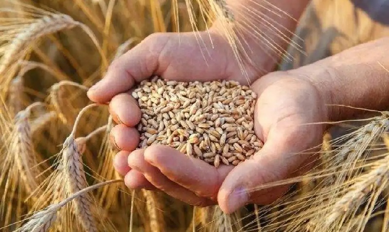 82 مليون ريال مستحقات الدفعة 15 لمزارعي القمح المحلي