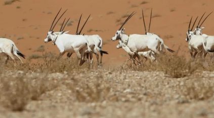 الحياة الفطرية: حلمنا تحقق بضم عروق بني معارض لليونسكو