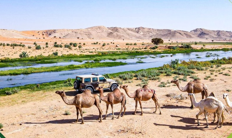 48 مخالفًا ارتكبوا مخالفات رعي بقبضة الأمن البيئي