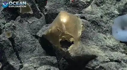 العثور على بيضة ذهبية في قاع البحر يثير لغزًا