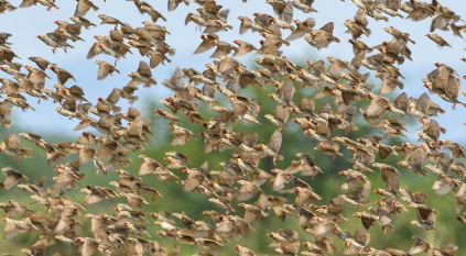 إعدام جماعي لـ 5 ملايين طائر كالويليا بتنزانيا