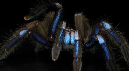 نوع جديد من العناكب الضخمة تلمع مثل جوهرة زرقاء