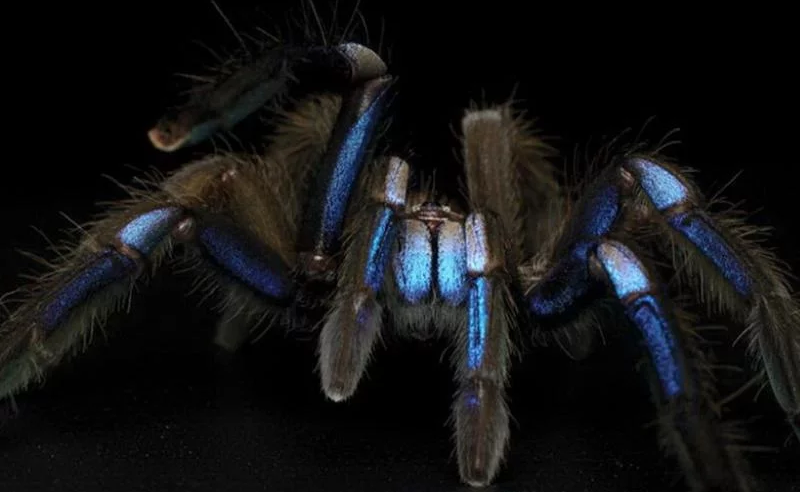 نوع جديد من العناكب الضخمة تلمع مثل جوهرة زرقاء