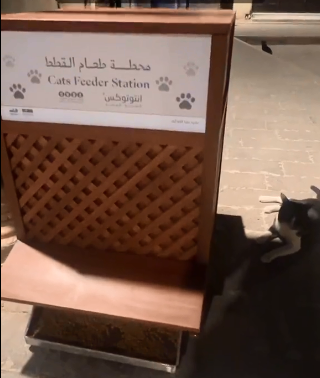 لقطات لأول محطة رسمية لإطعام قطط الشوارع في السعودية
