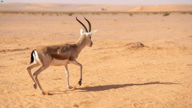 محمية الإمام تركي بن عبدالله: رصد تزايد أعداد الغزلان بعدة مواقع